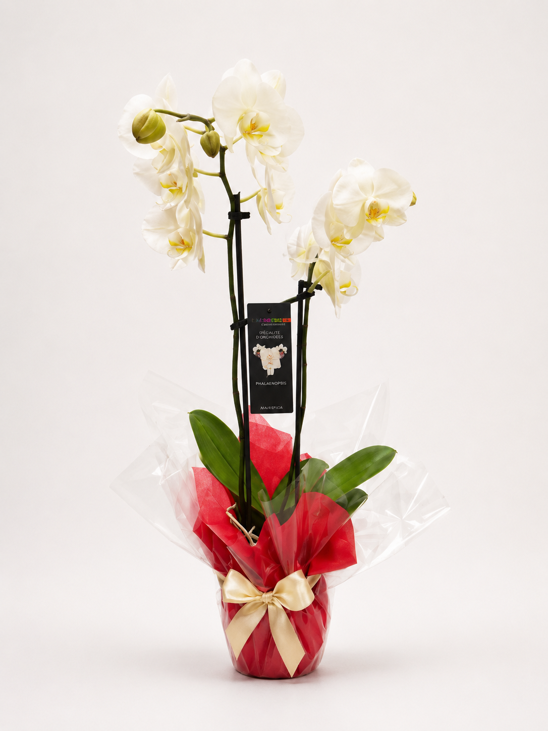 Orchid Large