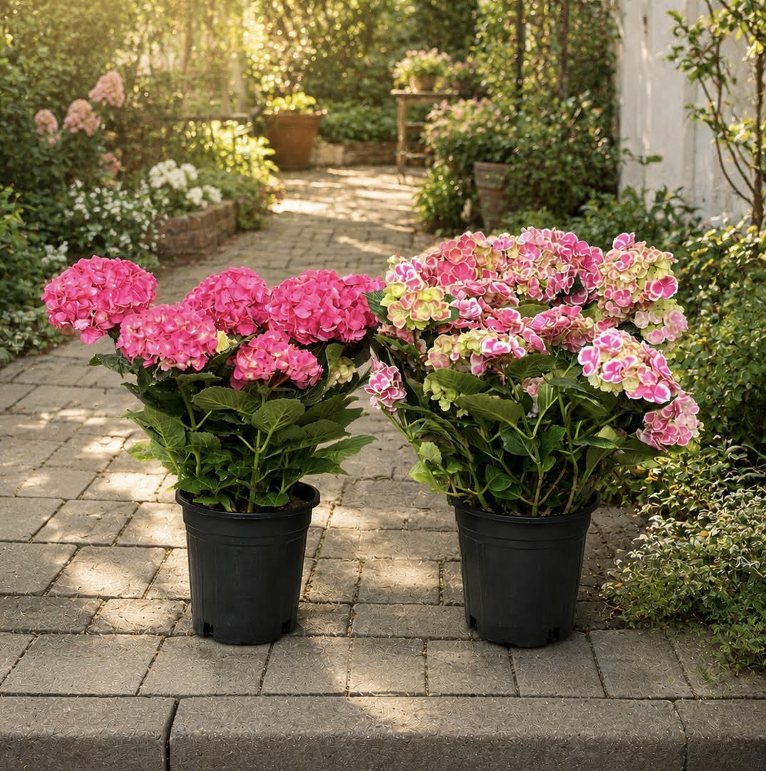 Hydrangea plant L