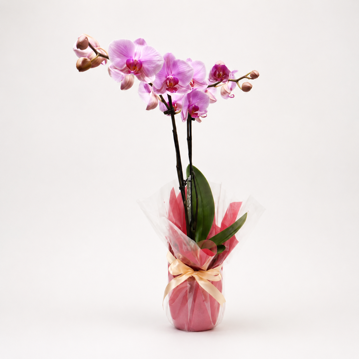 Orchid Large