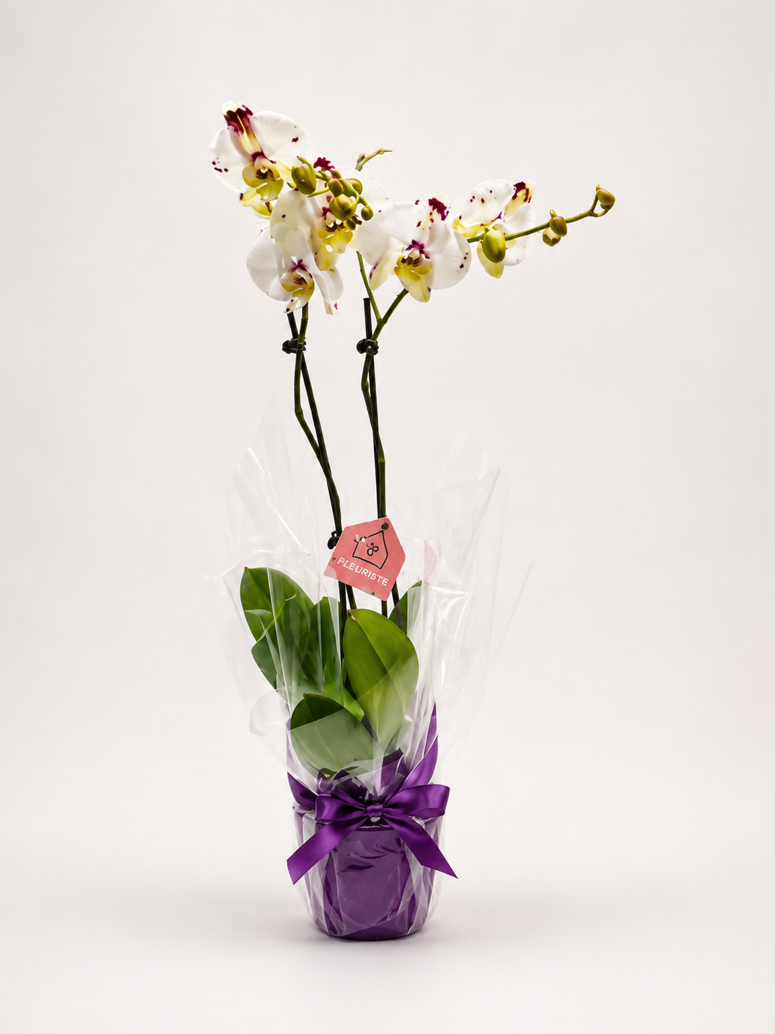 Orchid Large