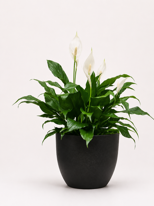 Peace lily plant with vase