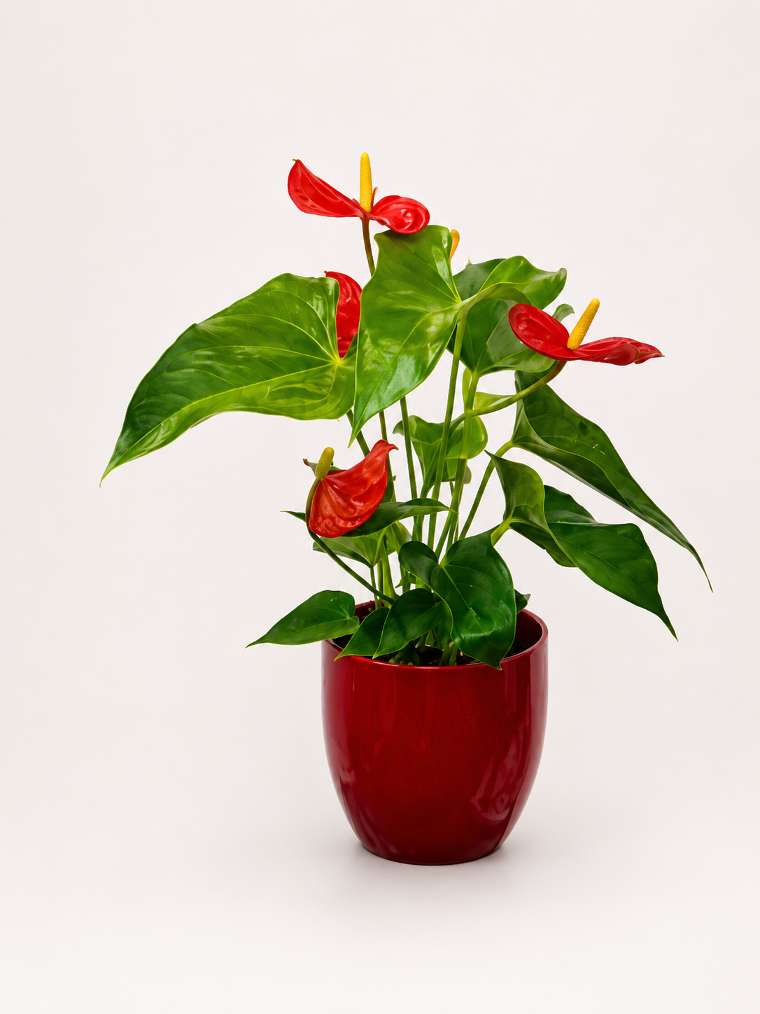 Anthurium plant with vase