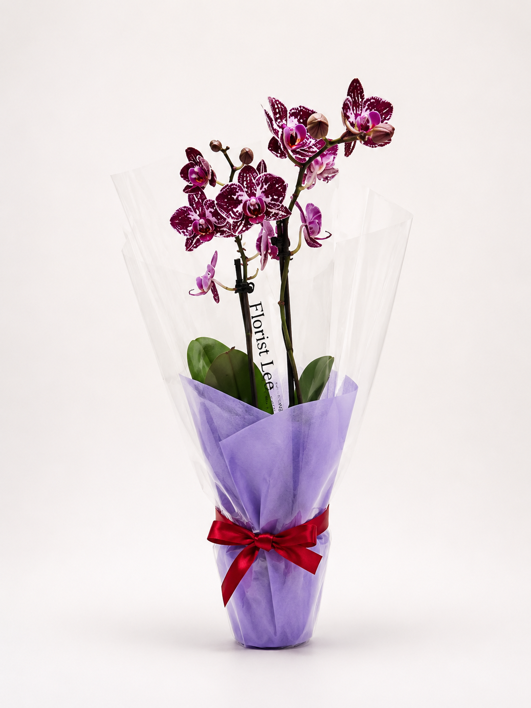 Orchid Small