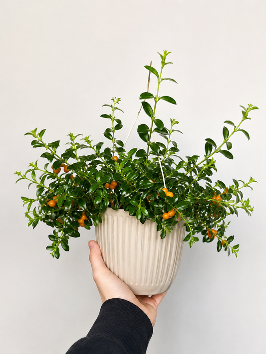 Goldfish plant