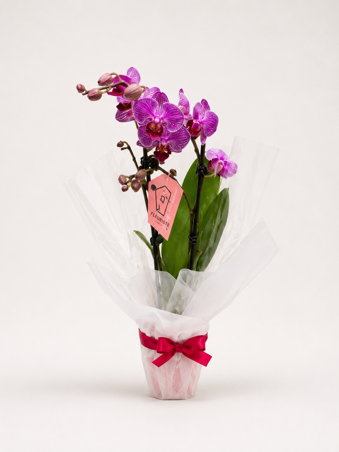 Orchid Small