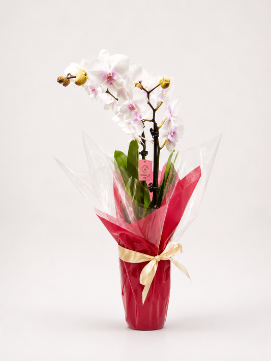 Orchid Small