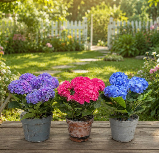 Hydrangea plant M