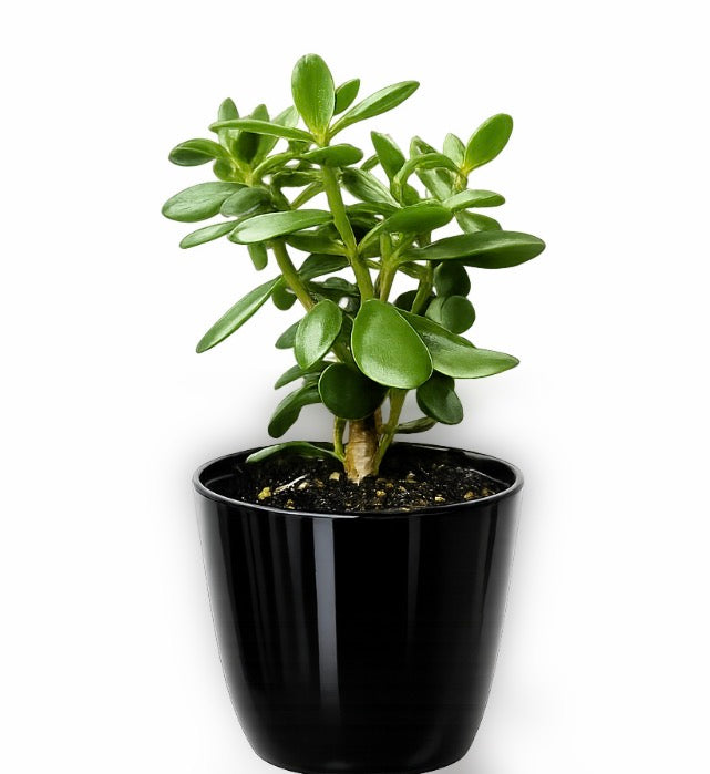 Jade plant with vase