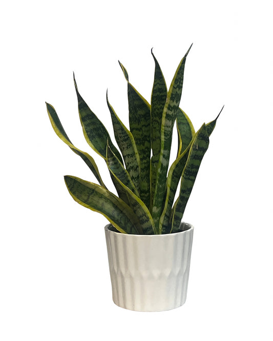 snake plant with vase (sansevieria)